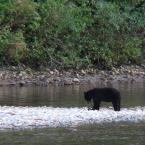 Black Bear
 /  